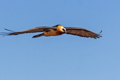 Bearded Vulture [Gypaetus barbatus meridionalis]