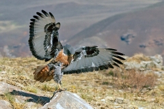 Jackal Buzzard [Buteo rufofuscus]