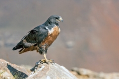 Jackal Buzzard [Buteo rufofuscus]