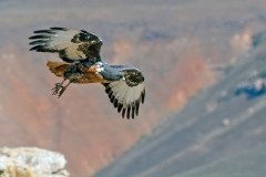 Jackal Buzzard [Buteo rufofuscus]