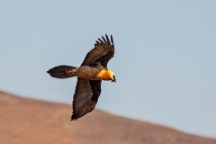 Bearded Vulture [Gypaetus barbatus meridionalis]