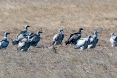 Cape Vulture [Gyps coprotheres]