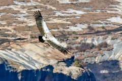Cape Vulture [Gyps coprotheres]