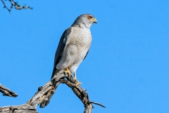 Shikra [Tachyspiza badius polyzonoides]