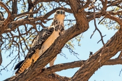 Martial Eagle [Polemaetus bellicosus]