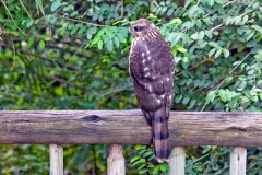 African Goshawk [Aerospiza tachiro tachiro]