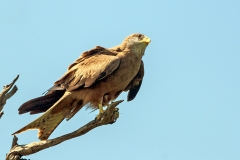 Yellow-billed Kite [Milvus aegyptius parasitus]