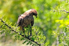 Lesser Spotted Eagle [Clanga pomarina]