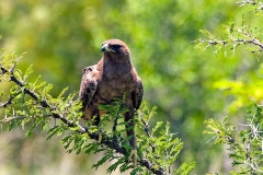 Lesser Spotted Eagle [Clanga pomarina]