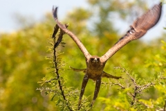 Lesser Spotted Eagle [Clanga pomarina]