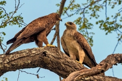 Wahlberg's Eagle [Hieraaetus wahlbergi]
