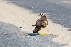 Pallid Harrier [Circus macrourus]