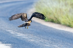 Pallid Harrier [Circus macrourus]