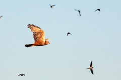 African Marsh Harrier [Circus ranivorus]