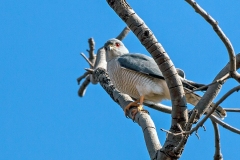 Shikra [Tachyspiza badius polyzonoides]
