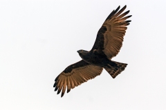 Brown Snake Eagle [Circaetus cinereus]