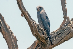 Lizard Buzzard [Kaupifalco monogrammicus meridionalis]
