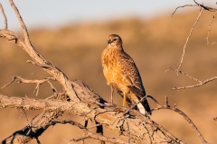 Pale Chanting Goshawk [Melierax canorus argentior]