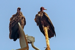 Hooded Vulture [Necrosyrtes monachus]