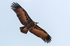 Hooded Vulture [Necrosyrtes monachus]