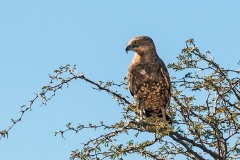 Brown Snake Eagle [Circaetus cinereus]