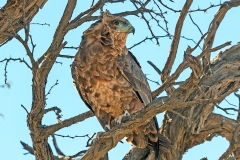 Bateleur [Terathopius ecaudatus]