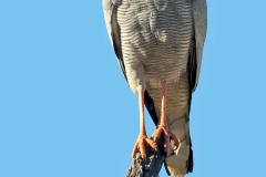 Pale Chanting Goshawk [Melierax canorus argentior]
