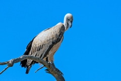 White-backed Vulture [Gyps africanus]