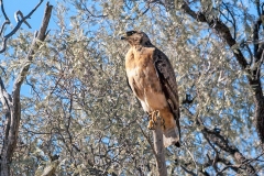 Jackal Buzzard [Buteo rufofuscus]