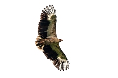 Palm-nut Vulture [Gypohierax angolensis]