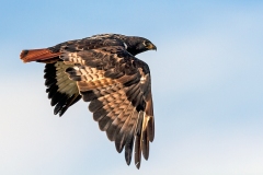 Jackal Buzzard [Buteo rufofuscus]