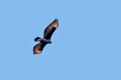 Verreaux's Eagle [Aquila verreauxii]