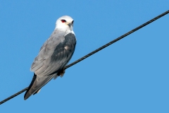 Black-winged Kite [Elanus caeruleus caeruleus]