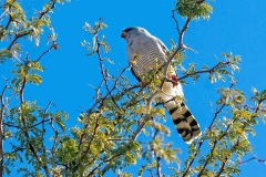 Gabar Goshawk [Micronisus gabar gabar]