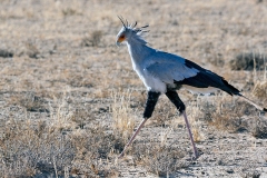 Secretarybird [Sagittarius serpentarius]