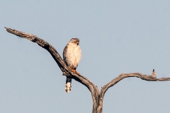 Gabar Goshawk [Micronisus gabar gabar]