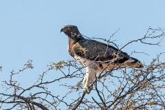 Martial Eagle [Polemaetus bellicosus]