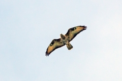 Jackal Buzzard [Buteo rufofuscus]