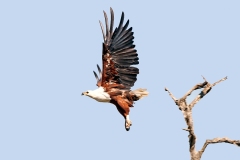 African Fish Eagle [Icthyophaga vocifer]