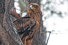 Tawny Eagle [Aquila rapax rapax]
