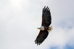 African Fish Eagle [Icthyophaga vocifer]