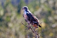 Jackal Buzzard [Buteo rufofuscus] 