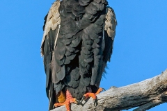 Bateleur [Terathopius ecaudatus]