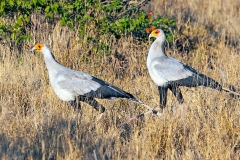 Secretarybird [Sagittarius serpentarius]
