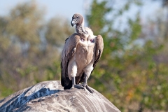 White-backed Vulture [Gyps africanus]