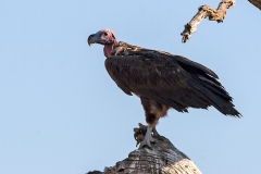 Lappet-faced Vulture [Torgos tracheliotos tracheliotos]