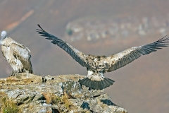 Cape Vulture [Gyps coprotheres]