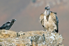 Cape Vulture [Gyps coprotheres]