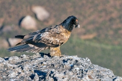 Bearded Vulture [Gypaetus barbatus meridionalis]