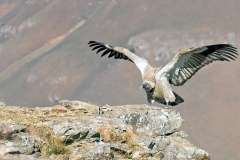Cape Vulture [Gyps coprotheres]